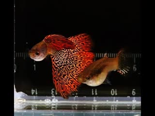 METAL LACE GUPPY / ГУППИ ЧЕРНОГОЛОВКА  ЧЕМПИОНЫ МИРА 2021 года