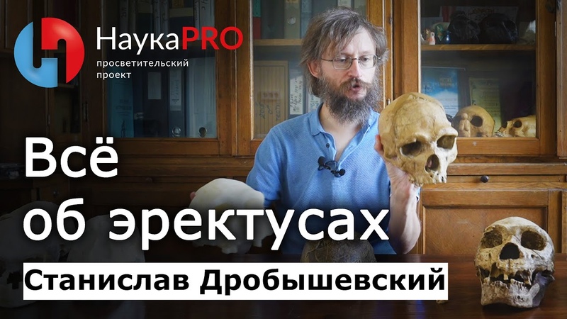 Всё об эректусах, Хомо эректус, Homo erectus Станислав