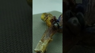 Anting dari tangkai lada asli dalam logam galvanis!