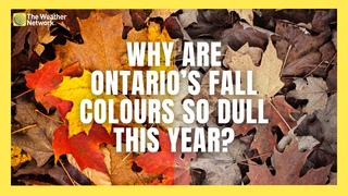 Ontario’s Fall Colours Are Looking a Little Dull This Year, Will We Have a Colour Comeback?