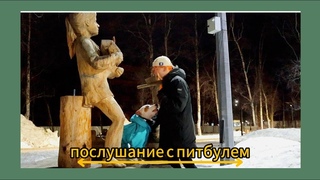 занятия в парке с питбулем