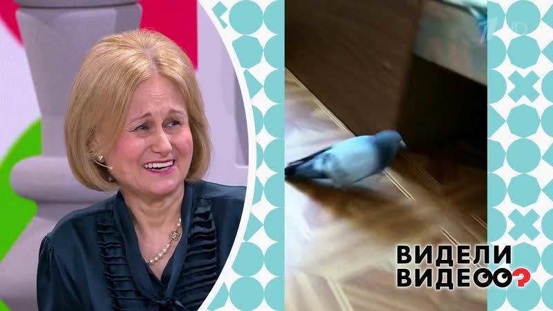 Голубь гоняет кота. Видели видео Фрагмент выпуска