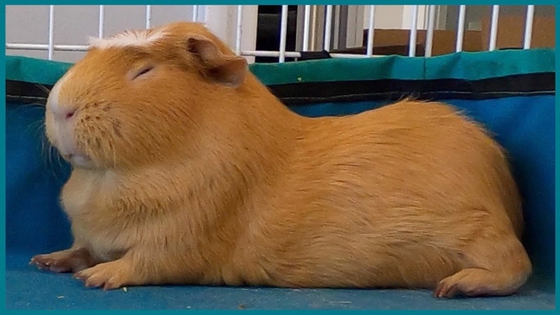Guinea pig cage cleaning