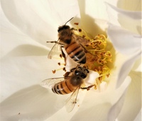 пчела я пчеловод. ты пчела я пчеловод. с днём рождения мужчине с пчелами. пчеловод песня. пчела пчеловода любил музыка.