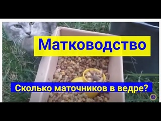 Матководство Заказ Маток Ф1 Ф0 Матковод АМГ, маточники