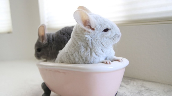Chinchilla Dust Bath in a Pink