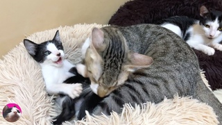 A rescued kitten learns love from a big cat