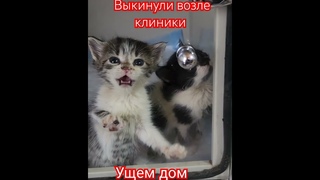 Возле ветклиники бросили в коробке