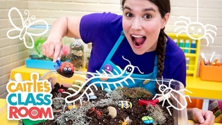 Caitie’s Classroom Live - Creepy Crawly Bugs!