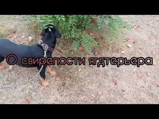 Собака, которая свирепее бойцового питбуля - ягдтерьер