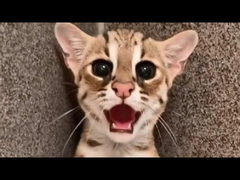 Baby Asian Leopard Cats are very