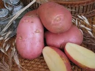 Ред Скарлетт и Голубизна. Немного о сортах картофеля