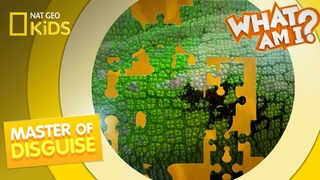 Master of Disguise | What Am I?
