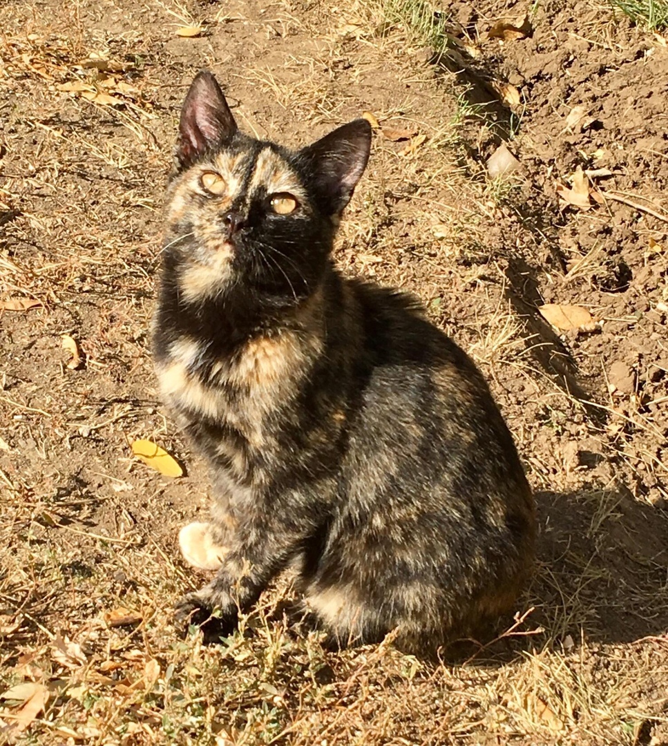 большое сердце волгодонск