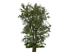 JVC:NM G:Light 46 Flowering Poplar 29m