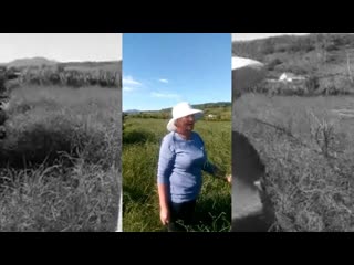 Поля Биолит. Солянка холмовая