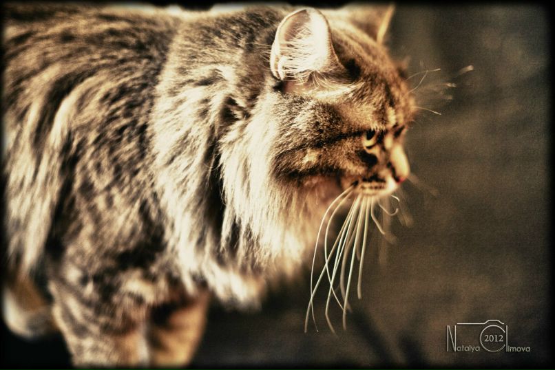 Наталья Чернилевская | Нижний Новгород