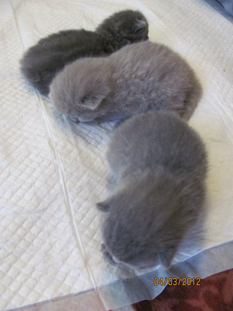 Игорь Илюхин | Калининград