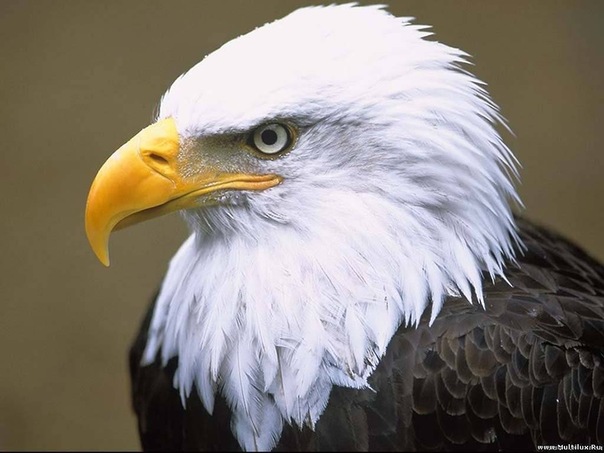 №1, Нурадин Абакаров №1, Нурадин Абакаров