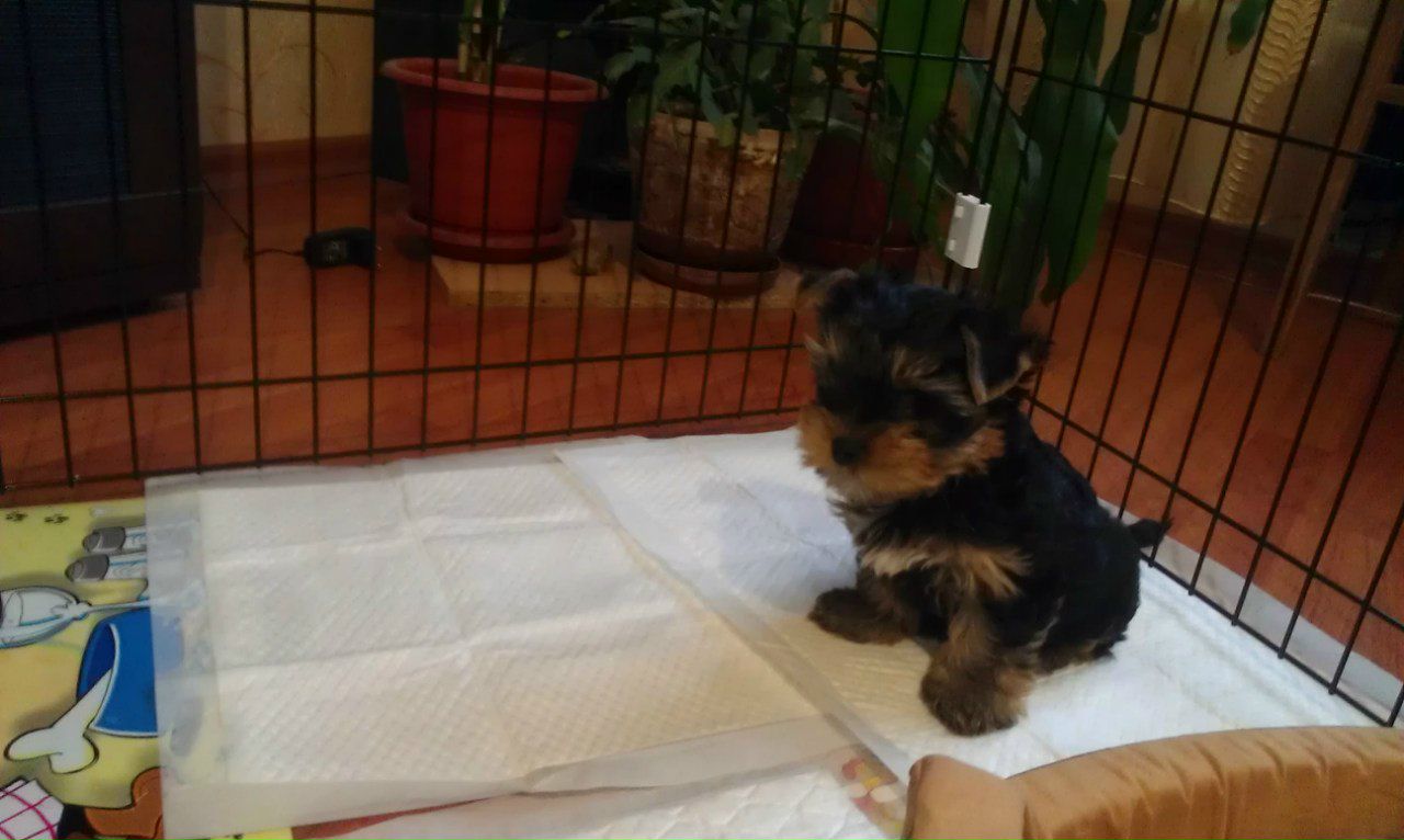 Татьяна Разина | Москва