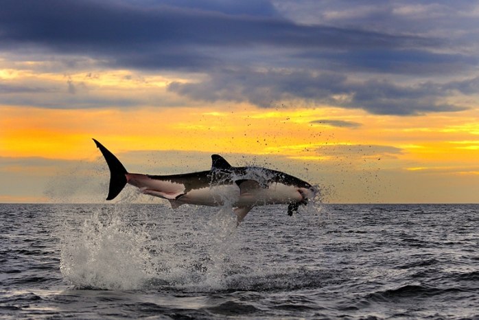 Александр Парфёнов | Санкт-Петербург