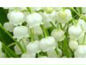 Дарья Кузеванова Петровна | Бердичев