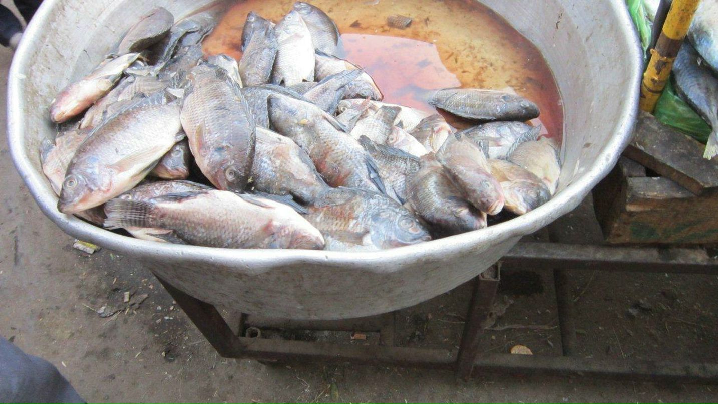 Юлия Гамаль | Taba