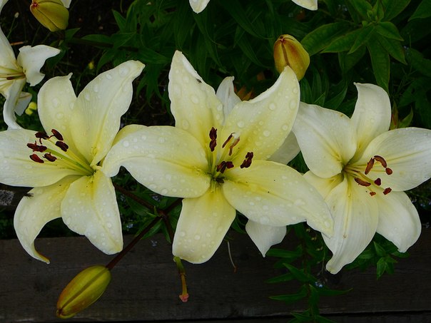 №14, Наталия Угрюмова №14, Наталия Угрюмова