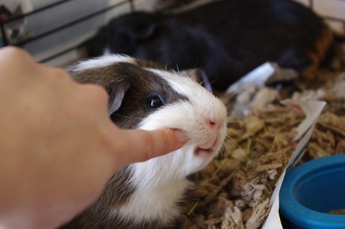 №20, Мария Солдатенко, 34 года, Киев №20, Мария Солдатенко, 34 года, Киев