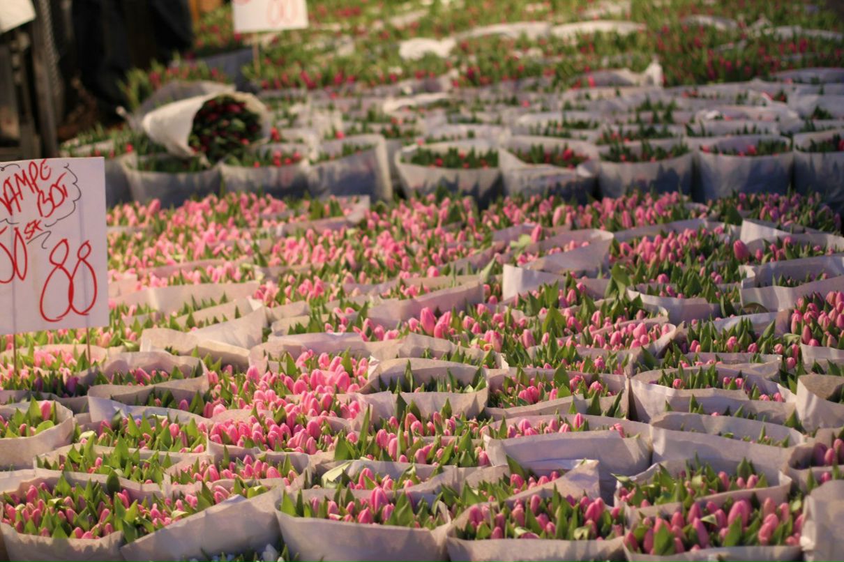 Алёна Труба | Тюмень