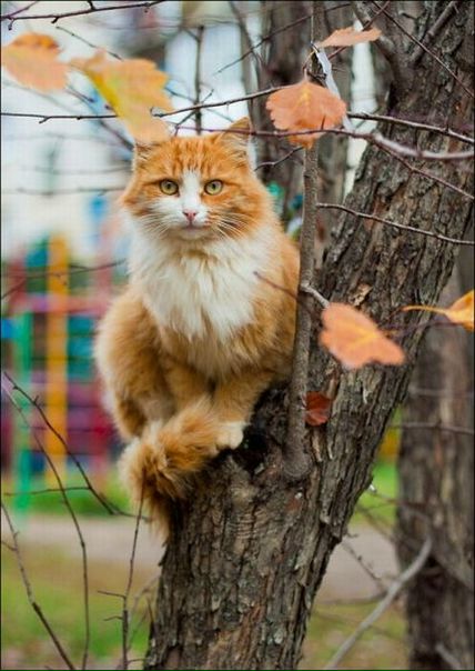 №52, Юрий Романенко, Киев №52, Юрий Романенко, Киев