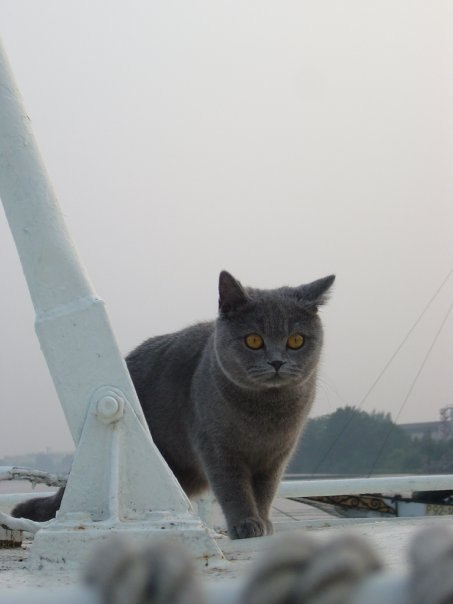 Anna Ambrus | Budapest