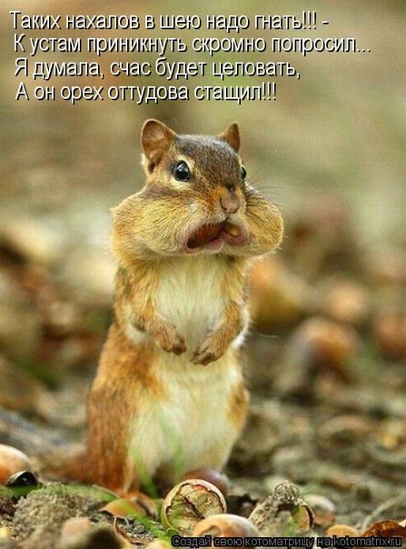 №12, Даша-Даськин Мархель №12, Даша-Даськин Мархель