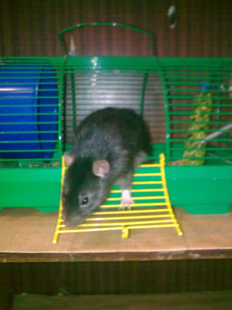 Дмитрий Черников Эдуардович | 