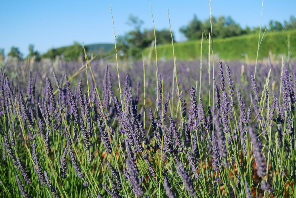 Оля Панина | Москва