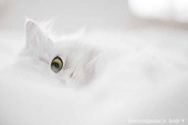 Татьяна Калтышева | Луганск