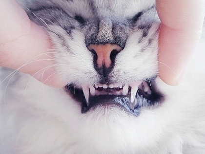 №70, Valentina Howard, 36 лет №70, Valentina Howard, 36 лет