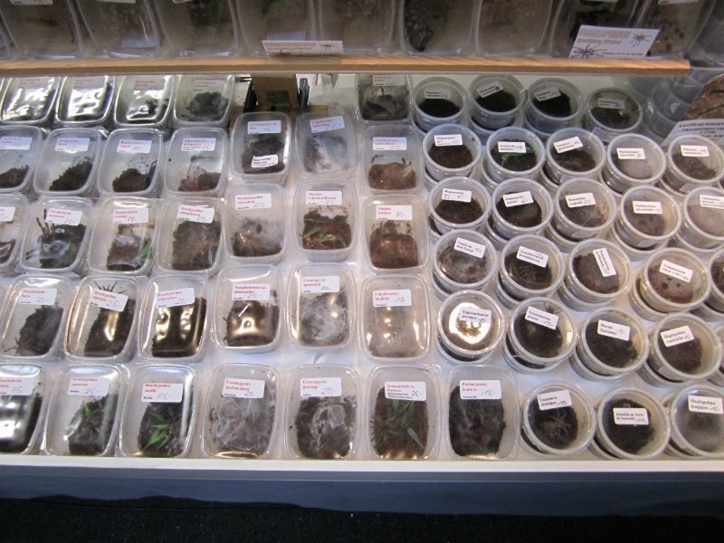 Кристина Рыбакова | 