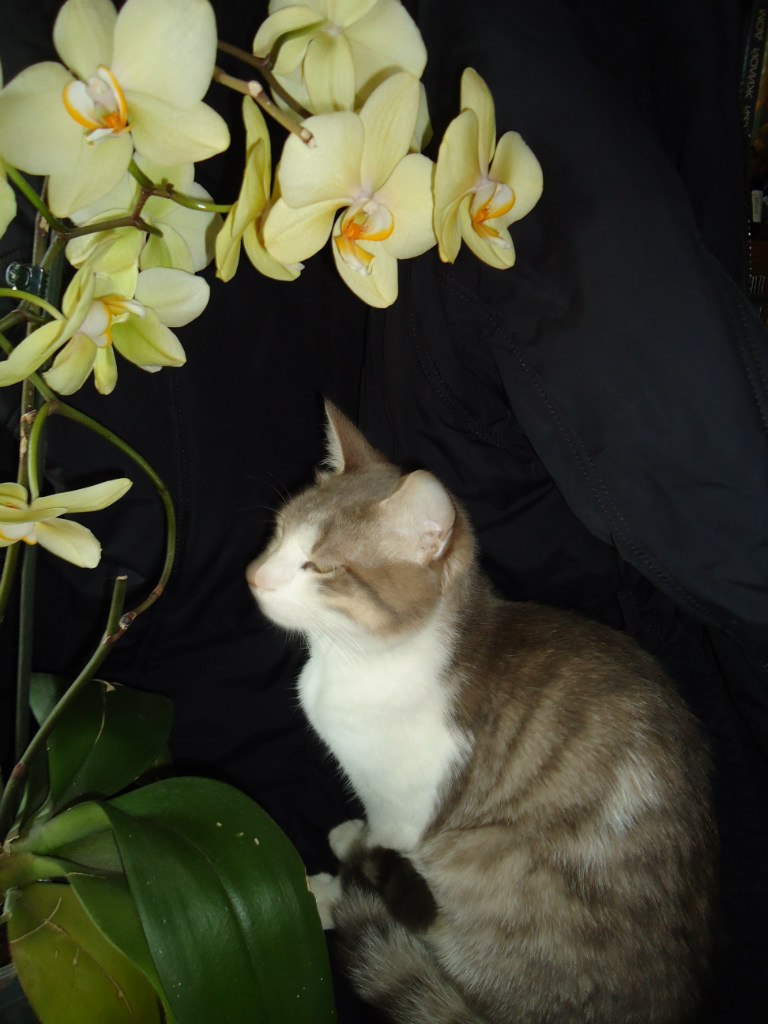 Ленкоо Бутенко | Киев