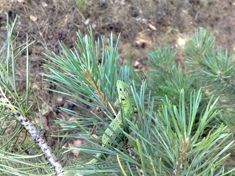 Михаил Ласточкин <