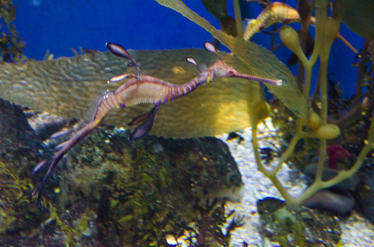 Дима Фрейтор | Москва