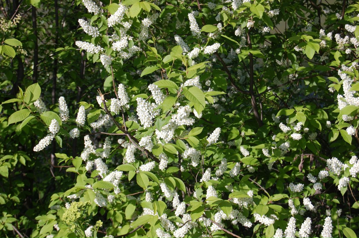 Светлана Бугаенко | Кемерово