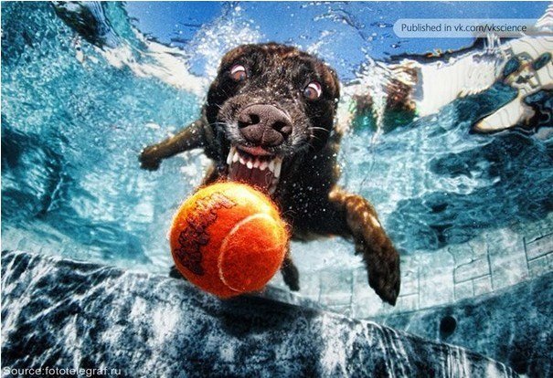 Полина Богатова | Los Angeles