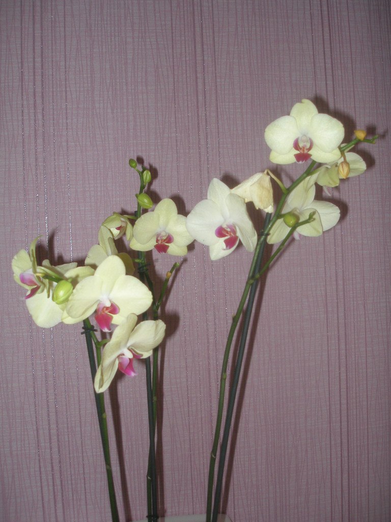 Алла Блум | Славутич