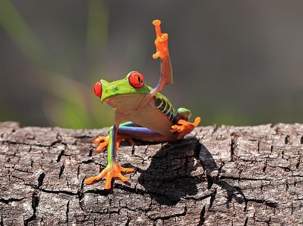 Алексей Черпаков Alt. | Минск