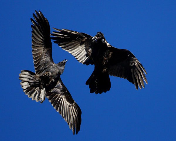 №40, Татьяна Шауро, Красноярск №40, Татьяна Шауро, Красноярск