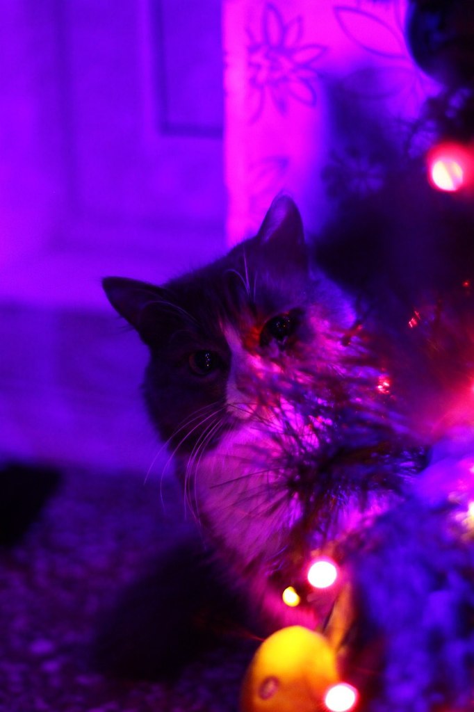 Анастасия Голованева | Ростов-на-Дону