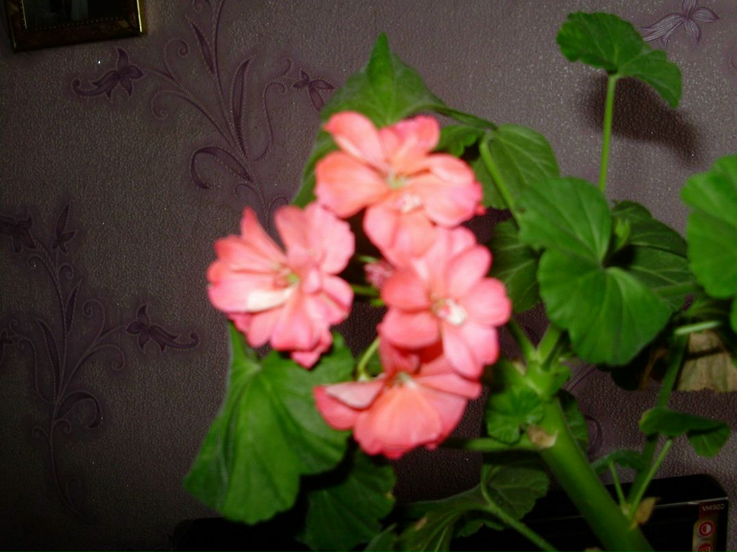 Руслан Богуйко | Миргород