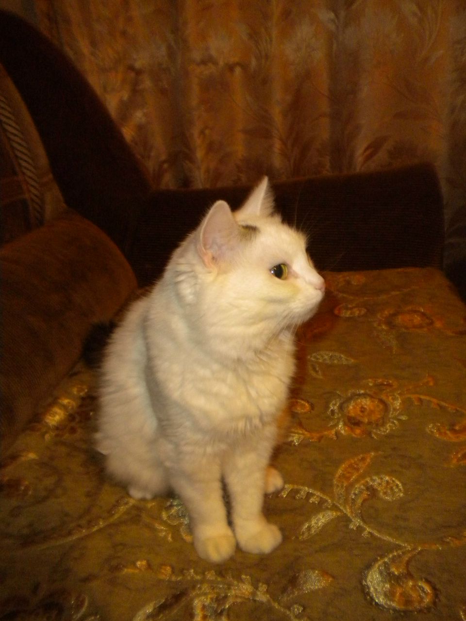 Олеся Литвишкова | Калининград