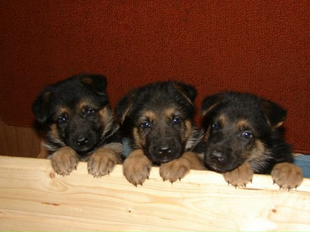 №55, Даня Терехов, Шумерля №55, Даня Терехов, Шумерля